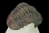 Reedops Trilobite - Foum Zguid, Morocco #165965-4